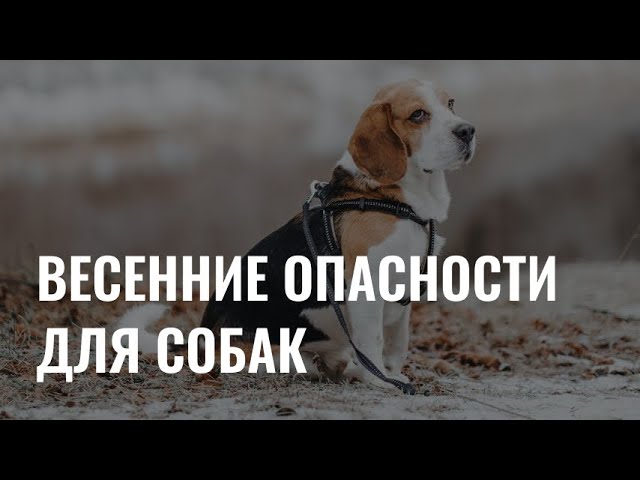 Весенние опасности для собак: как избежать сезонных рисков? cover art