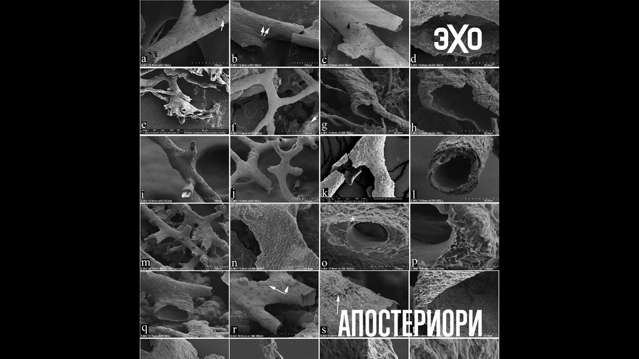Перелом кости тираннозавра показал следы древней сосудистой сети cover art