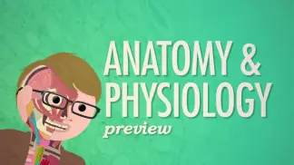 Anatomy & Physiology (2026) poster