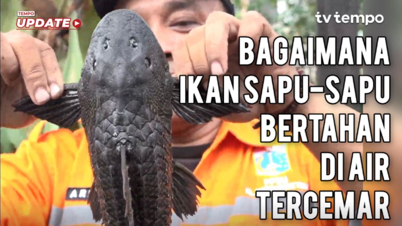 Bagaimana Ikan Sapu-Sapu Bertahan di Air Tercemar cover art
