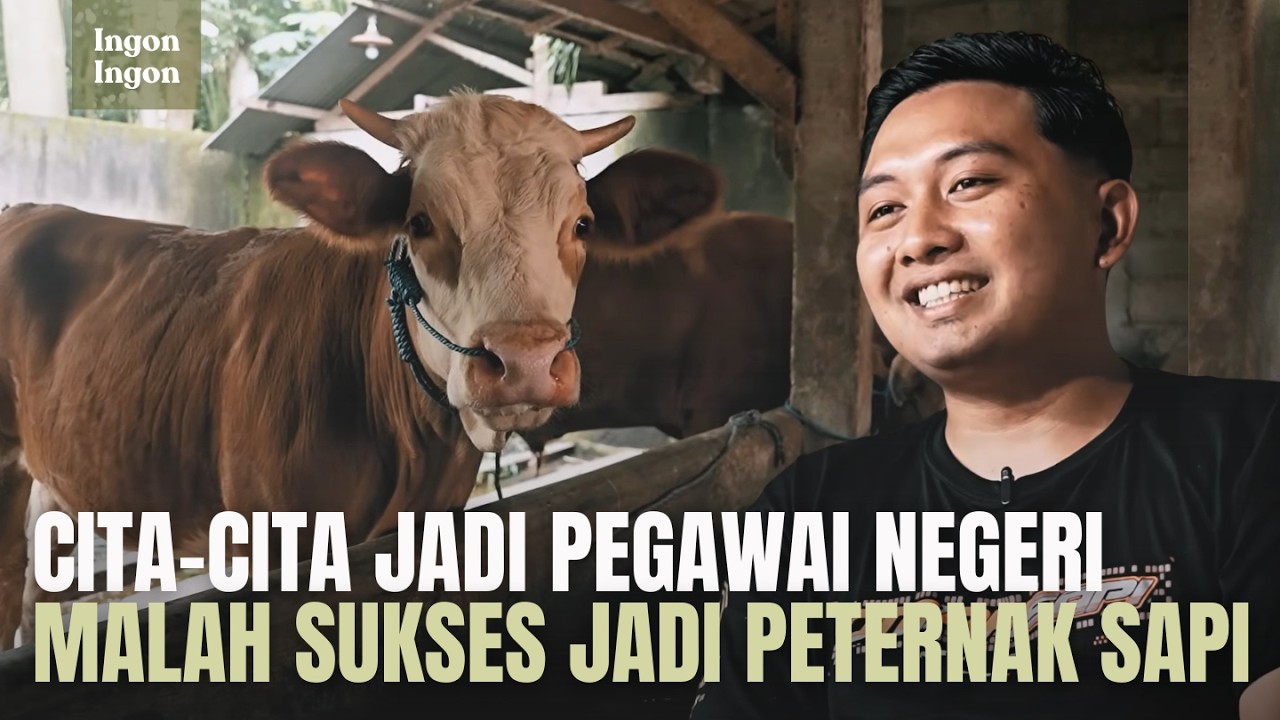 Dari 1 Ekor Sapi Yang Tak Bisa Berdiri, Kini Bisa Kirim 150 Ekor Hingga Luar Pulau cover art