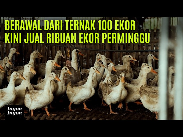 Diremehkan Sarjana Kerja Ngupas Telur, Kini Profit 5 Juta per Minggu Dari Bebek cover art