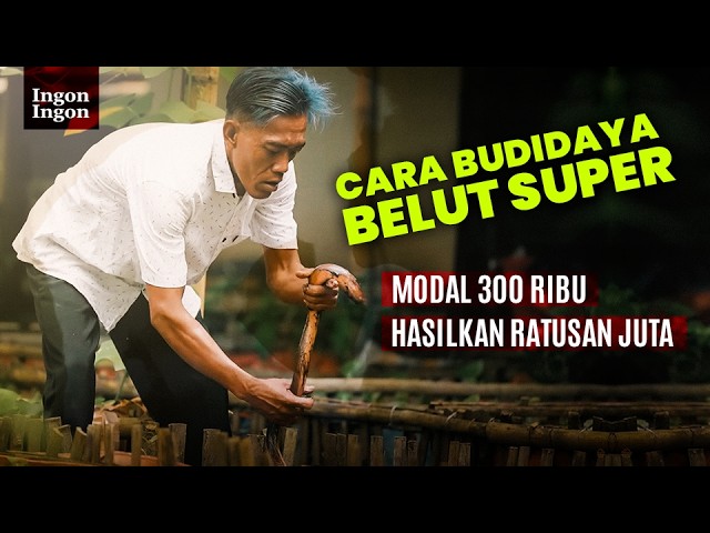 Sukses Budidaya Belut Kolam Terpal, Modal 300 Ribu Bisa Panen 1,5 Ton Per Minggu! cover art