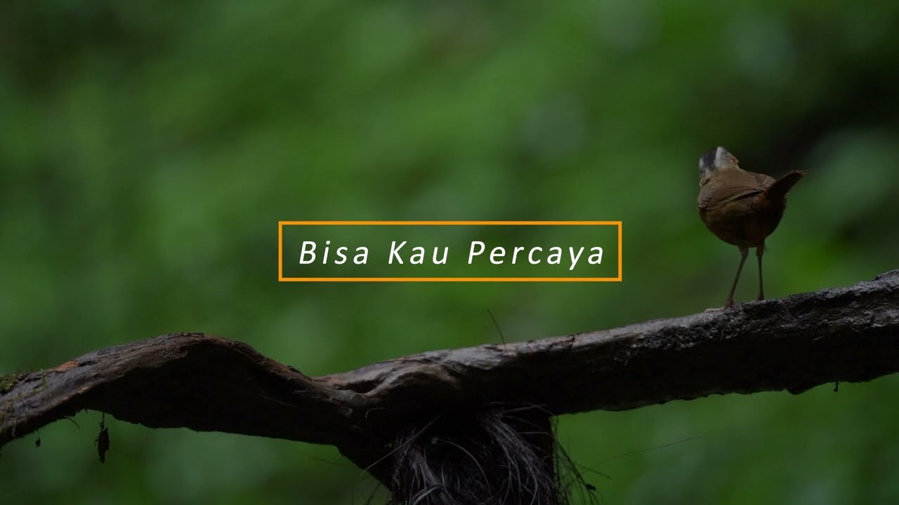 Marcell - Bisa Kau Percaya #karaoke cover art
