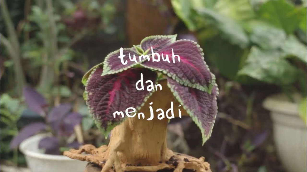 Banda Neira - Tumbuh dan Menjadi (Video Lirik) cover art