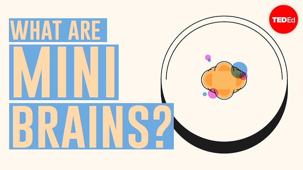 What are mini brains? - Madeline Lancaster cover art