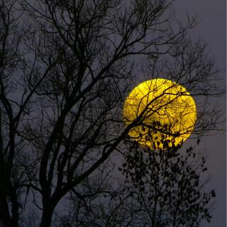 The Moon Ligth