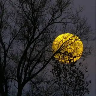 The Moon Ligth I cover art