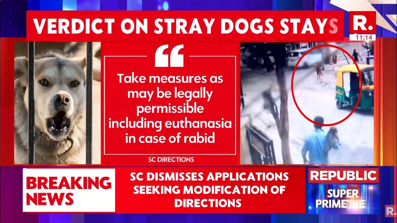 Stray Dog Case LIVE: 'Can't Ignore Dog Bite Incidents': SC Stands Firm Over Removal cover art