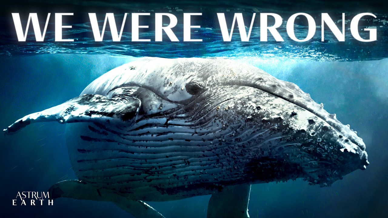 Scientists Have Found Something Strange Inside Every Whale on Earth cover art