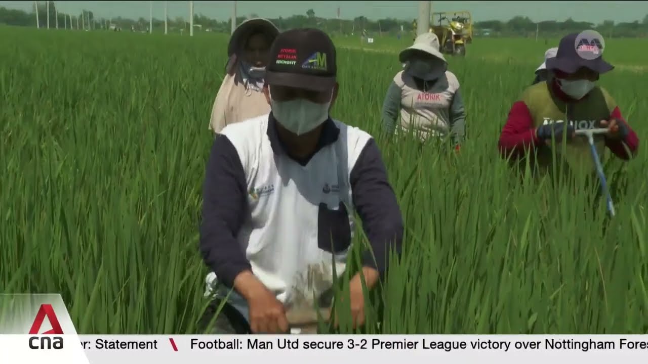 Indonesia’s rice farmers test climate-friendly farming cover art