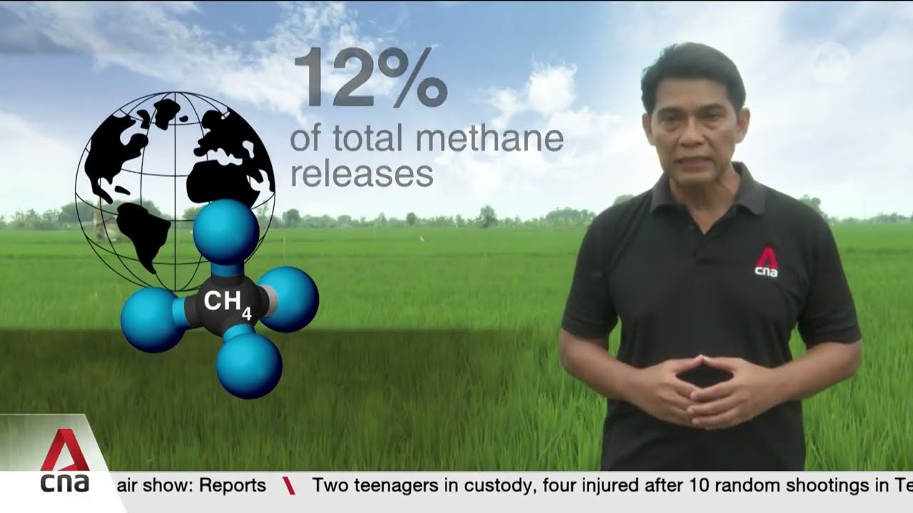 Singapore research breakthrough cuts rice farming methane emissions by 50% cover art
