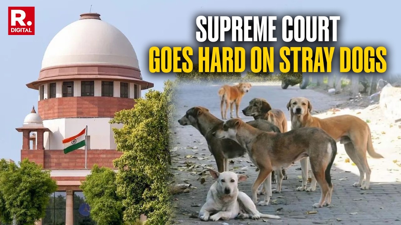 Supreme Court Stray Dogs Verdict: Asks To Remove Dogs From Sensitive Areas & Shift Them To Shelters cover art