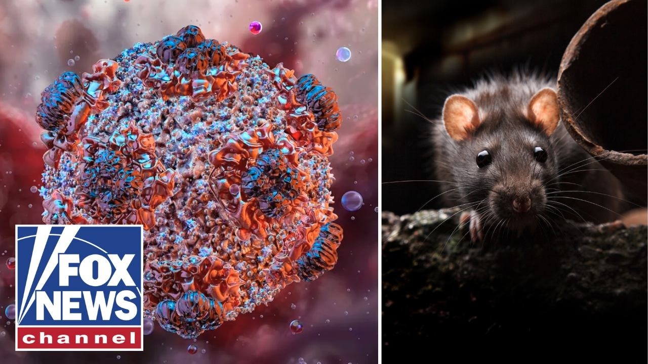 New TWIST in hantavirus outbreak as doctors examine FALSE positives cover art