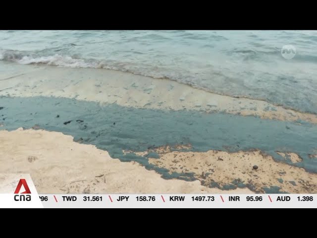 Marine life bounced back in a few months following 2024 oil spill: Researchers cover art