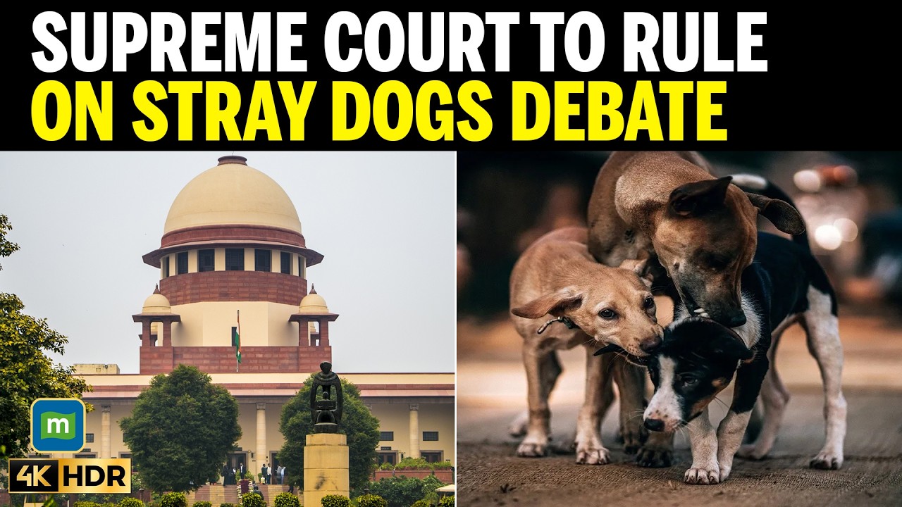 Supreme Court Stray Dogs Verdict Today: Public Safety Vs Animal Rights Debate Intensifies cover art