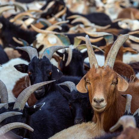 GOAT/Higher ft. Brezoslyme cover art