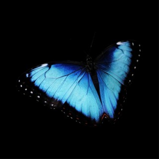 Metamorphosis