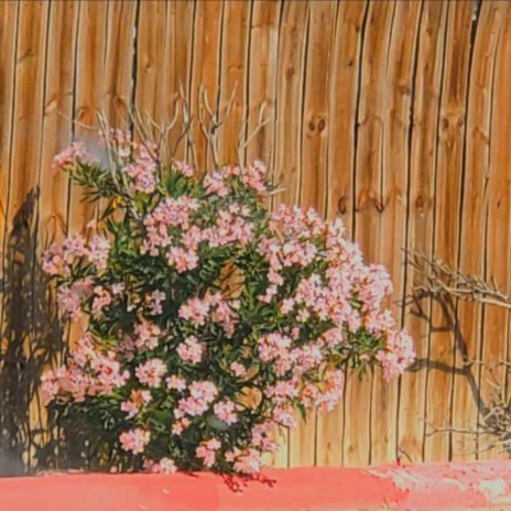dress~ cover art