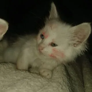 KILLSOME cover art