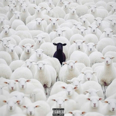 Still (Live) cover art