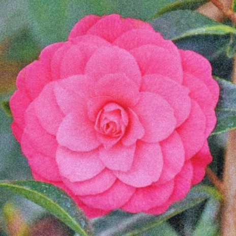 CAMELLIA ft. KARMYN AVRA & MAYBEMAV cover art