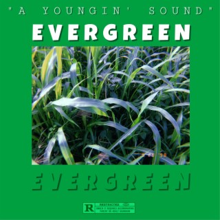 Evergreen
