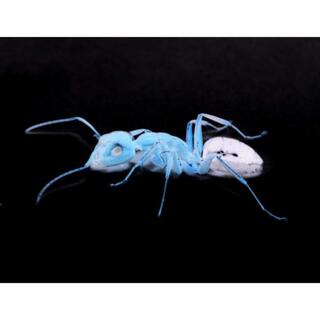 Antsy cover art