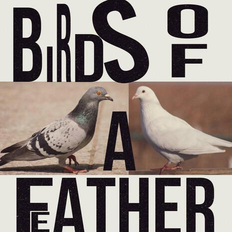 Birds Of A Feather cover art