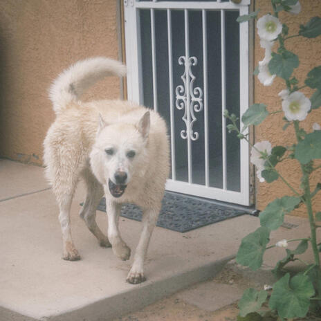 BAD DOG