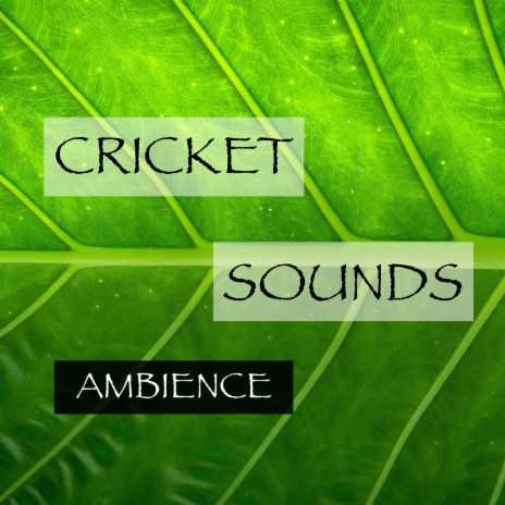 Ambience