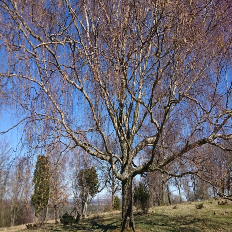 The Song of Wandering Aengus cover art