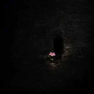 BROTES cover art