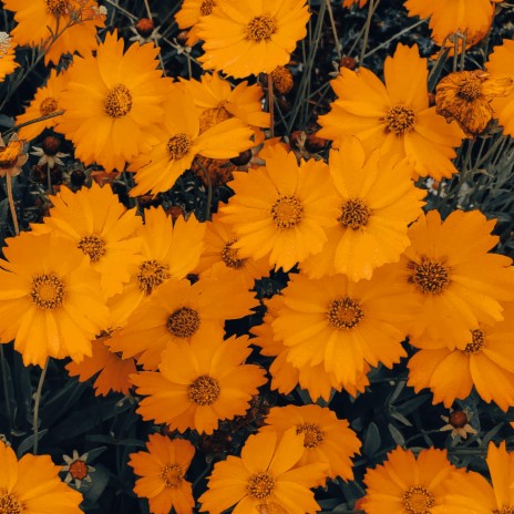 GROW cover art