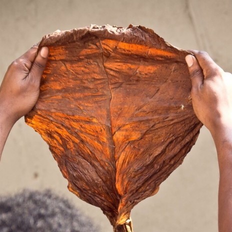 Grabba Leaf ft. Donv3ra cover art