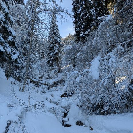 Chants Of A Frozen Forest cover art