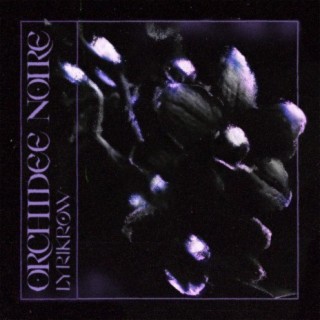 Orchidée noire