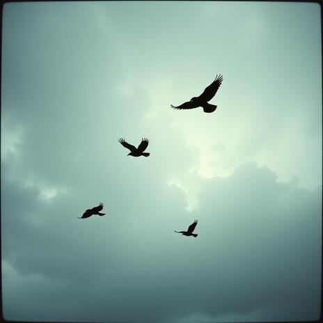 Crows