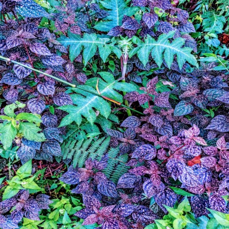 Purple