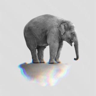 Tango - Éléphant