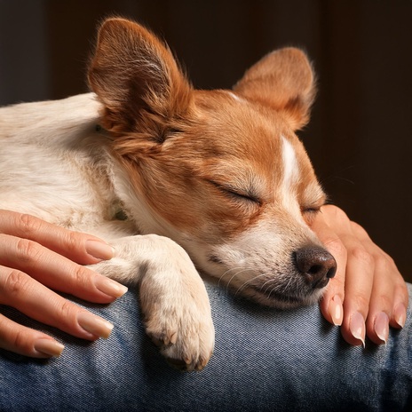 Modo De Paz Profunda Para Cachorros ft. Grabaciones de transmisiones externas & Naturalia