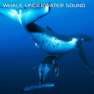 Whale Underwater Sound