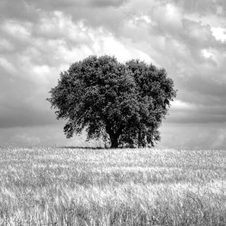 Awesome Rawsome cover art
