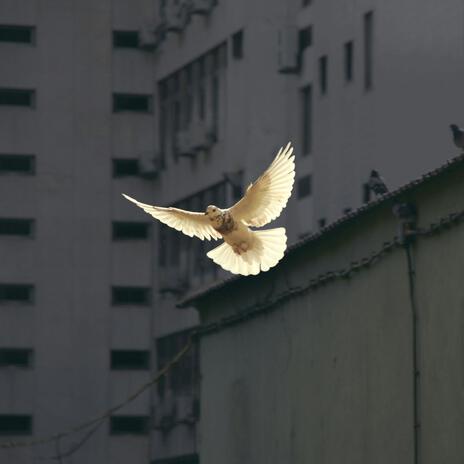 I just want peace... cover art