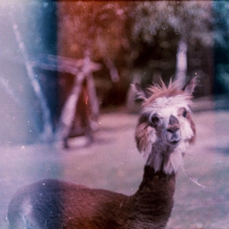 Llamas cover art