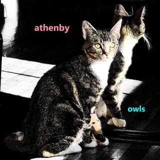 owls