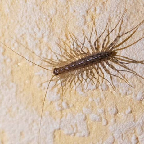 Centipedes ft. Siixths & FreePerryShawty cover art