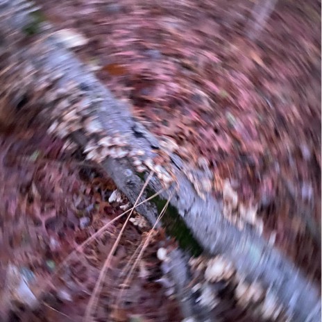 forever alone cover art