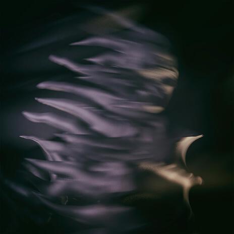 Niaz cover art