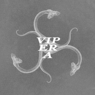 Vipera